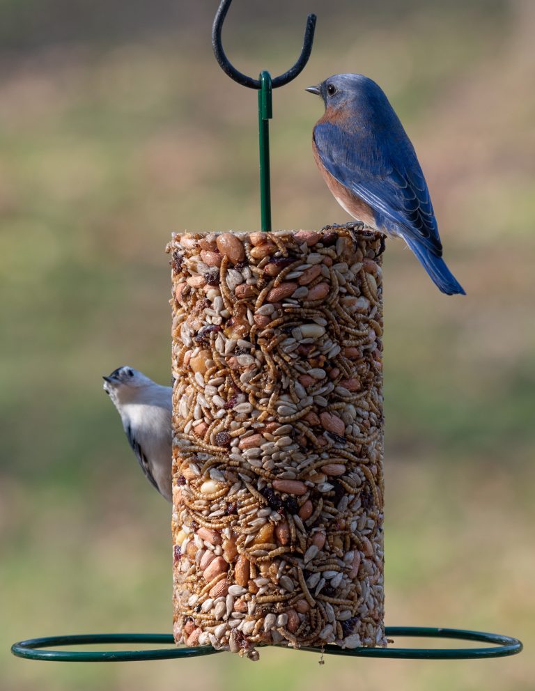 cylinder suet feeder cylinder suet feeder