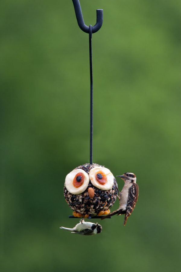 Hoot Owl