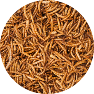 Mealworms Bulk